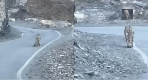 Snow leopord